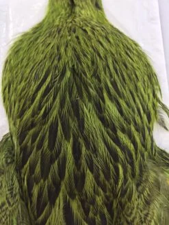 Whiting Brahma Hen SH/C -Simms || Patagonia || Hareline Sales IMG 5451