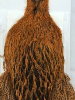 Whiting Brahma Hen SH/C -Simms || Patagonia || Hareline Sales IMG 5482